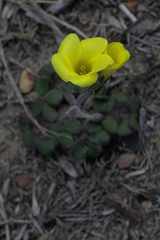 Oxalis compressa