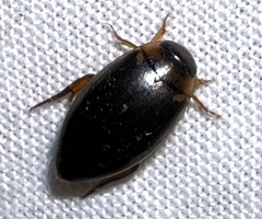 Coptotomus