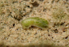 Alderia modesta