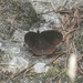 Paralasa shallada - Photo (c) Name, some rights reserved (CC BY), uploaded by Name