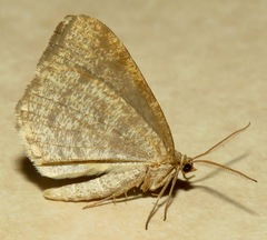 Macaria evagaria