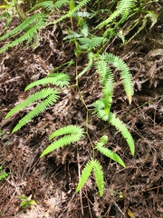 Gleichenella