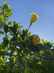 Solandra grandiflora