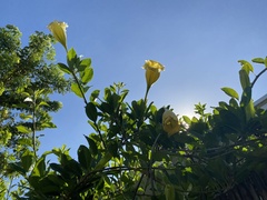 Solandra grandiflora