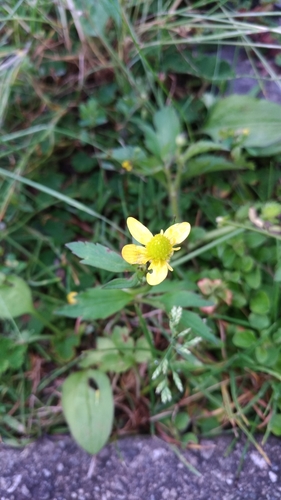 Ranunculus silerifolius iNat (2)