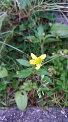 Ranunculus silerifolius
