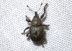 Neochetina eichhorniae