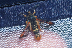 Pyropteron chrysidiforme