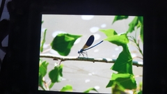 Calopteryx splendens