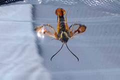 Pyropteron chrysidiforme