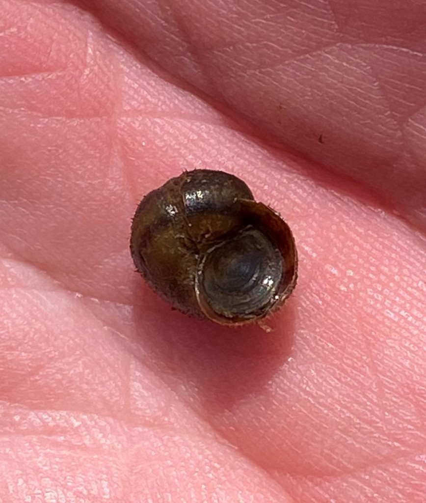 Banded Mystery Snail from Low Ditch, Beaverdam Spring complex ...