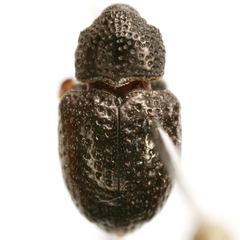 Chalcodermus aeneus