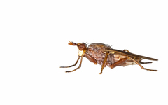 Elgiva solicita