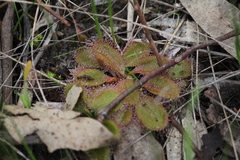 Drosera praefolia