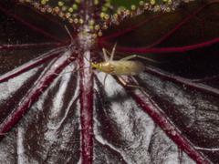 Nesidiocoris tenuis