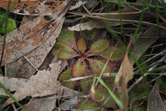 Drosera praefolia