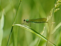 Calopteryx splendens