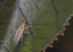 Nesidiocoris tenuis