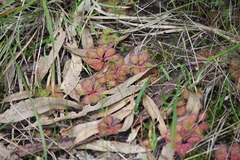 Drosera praefolia