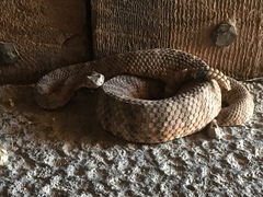 Crotalus tigris