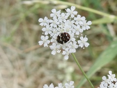 Anthrenus angustefasciatus
