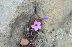 Oxalis stokoei