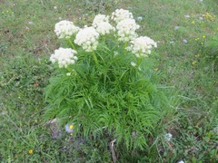 Molopospermum peloponnesiacum
