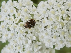 Anthrenus pimpinellae