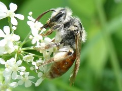 Andrena erythrogaster