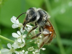 Andrena erythrogaster