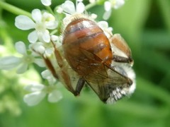 Andrena erythrogaster
