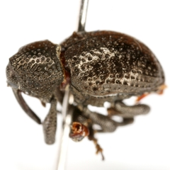 Chalcodermus aeneus