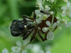 Andrena erythrogaster