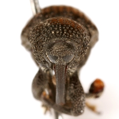 Chalcodermus aeneus