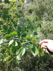 Populus × heimburgeri