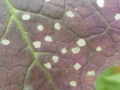 Wilsonomyces carpophilus