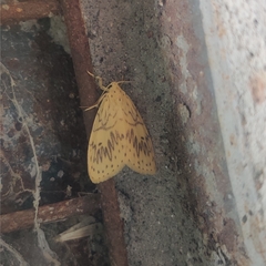 Pseudobarsine bombdilensis