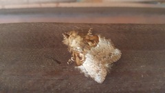 Euglyphis obliterata