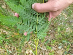 Pteridium pinetorum
