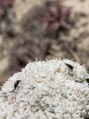 Daucus carota halophilus