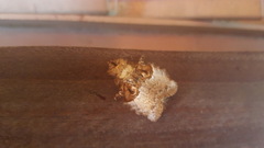 Euglyphis obliterata