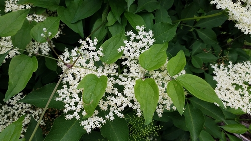 Zova (Sambucus nigra)