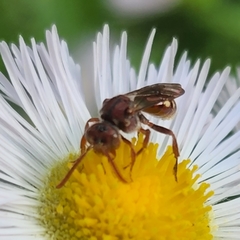 Nomada maculata