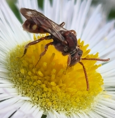 Nomada maculata