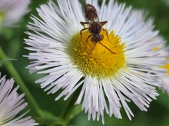 Nomada maculata