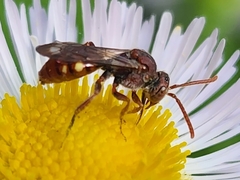 Nomada maculata