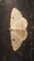 Image of Argyrotome alba