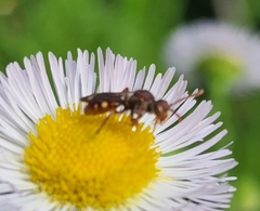 Nomada maculata