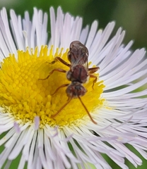 Nomada maculata