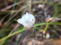Calochortus coeruleus